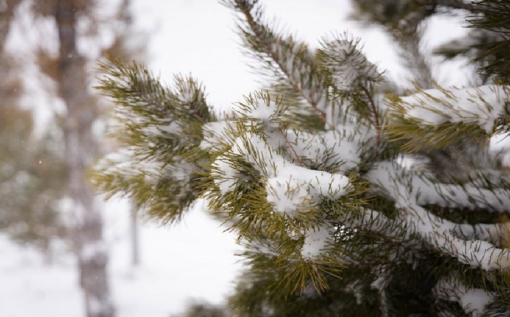 Снег и метель прогнозируют синоптики в ЗКО 20 декабря